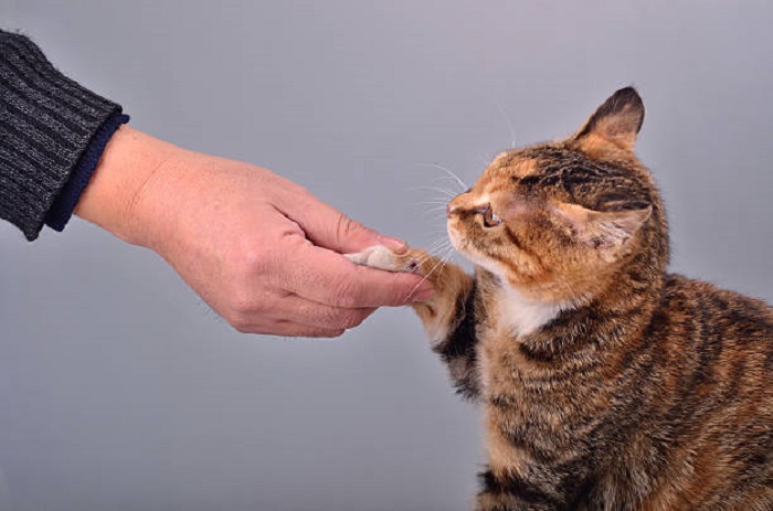 Tại sao mèo không chịu nghe lời? Cách “dụ mèo” hợp tác mà không ép buộc