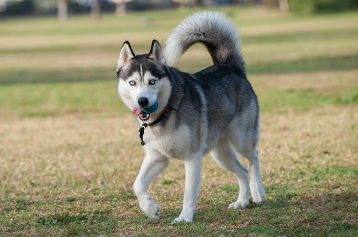 Husky và “hội những kẻ trốn nhà” – Vì sao Husky hay bỏ đi?