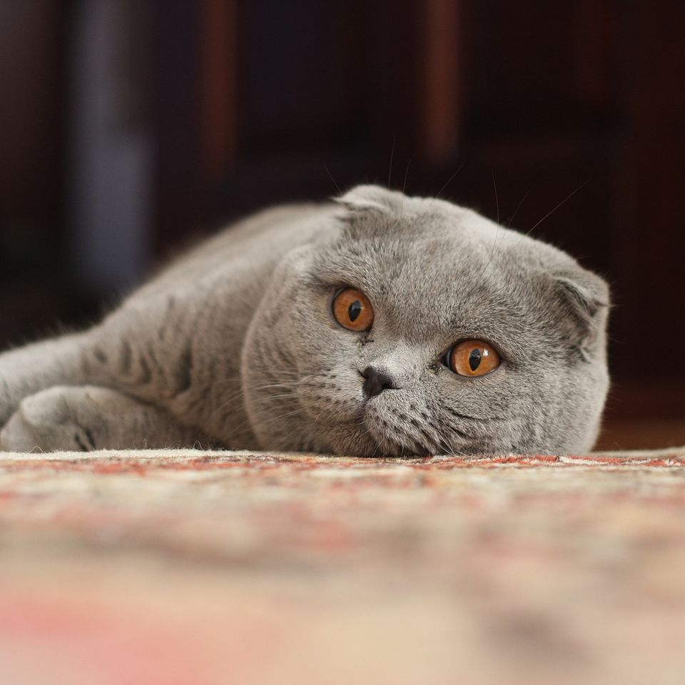 Mèo Scottish Fold – Có nên nuôi giống mèo tai cụp dễ mắc bệnh khớp?