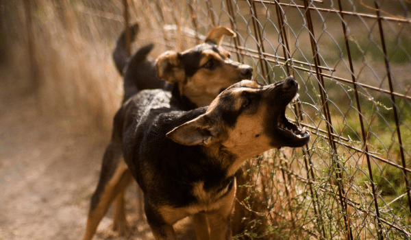 Cách dạy chó không sủa bậy – Giải mã nguyên nhân và xử lý tận gốc