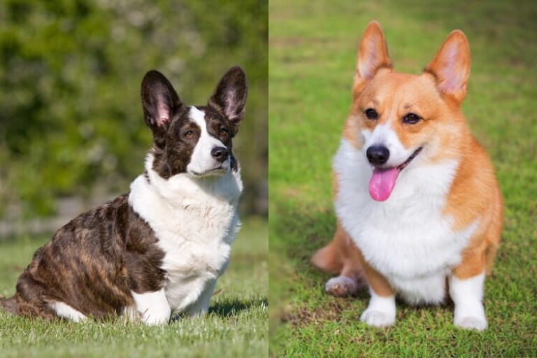 Corgi – Giống chó chân ngắn đáng yêu nhưng dễ béo phì