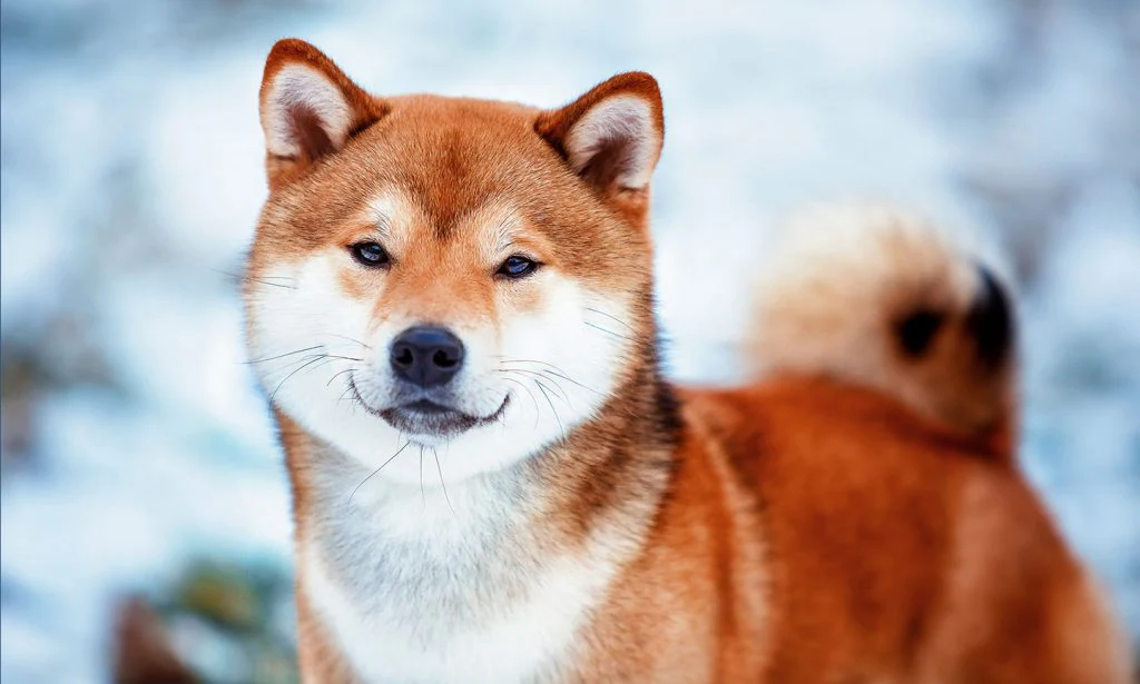 Shiba Inu – Khi cái tôi quá lớn của chó gặp người chủ thiếu kiên nhẫn