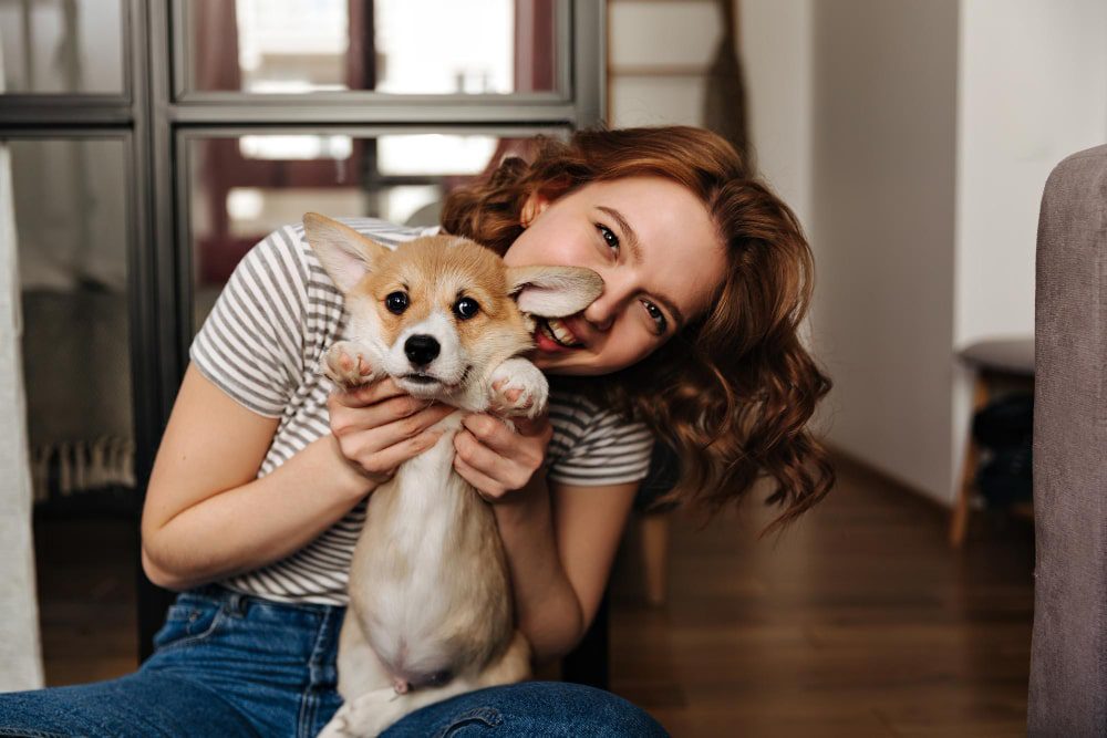 Corgi và người bận rộn: Liệu có phải là sự kết hợp hoàn hảo?