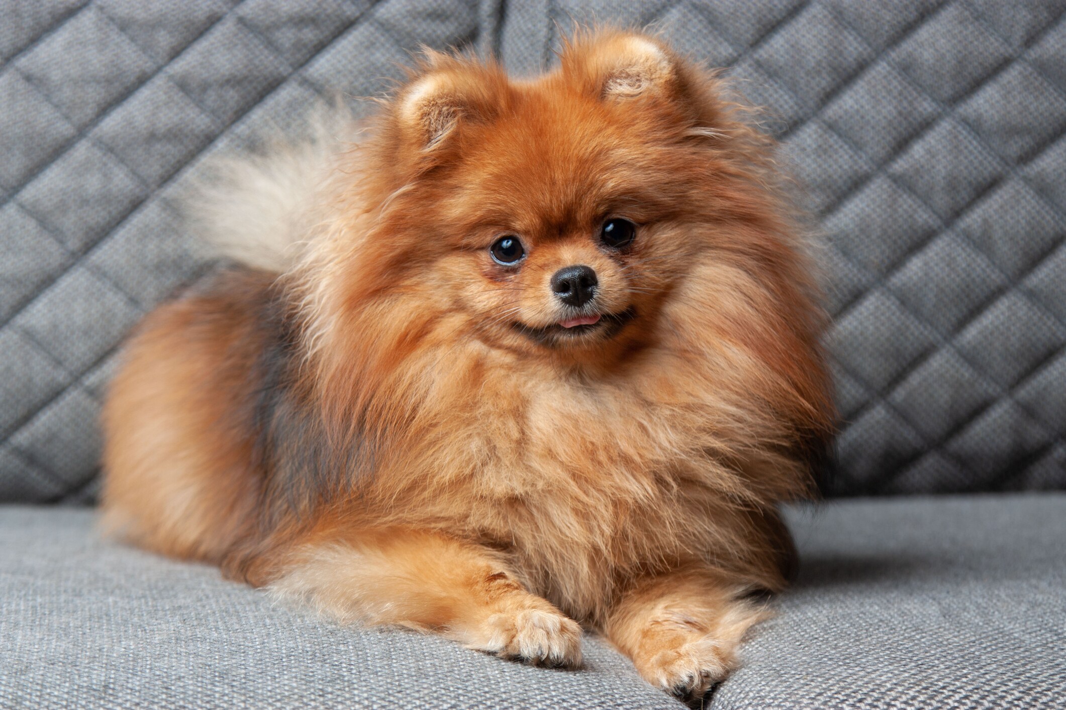 Chó Phốc Sóc (Pomeranian) – Nhỏ nhưng “sang”, liệu có dễ chiều?