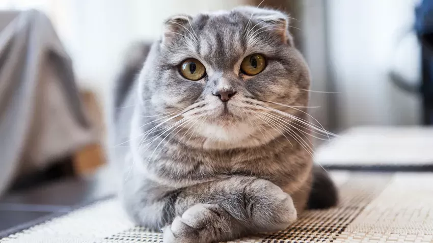 Mèo Scottish Fold Và Chế Độ Vận Động: Nhẹ Nhàng Nhưng Quan Trọng
