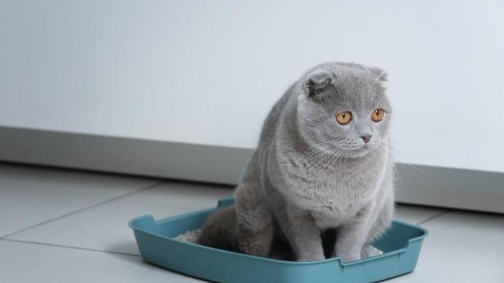 Mèo Anh Lông Ngắn có thể huấn luyện được không? Bắt đầu từ đâu?