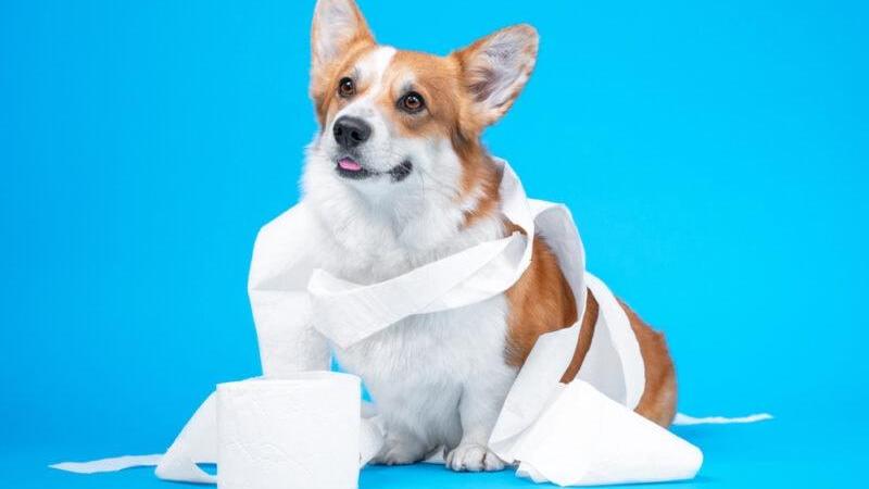 Huấn luyện Corgi đi vệ sinh đúng chỗ – Bắt đầu từ tuần đầu tiên
