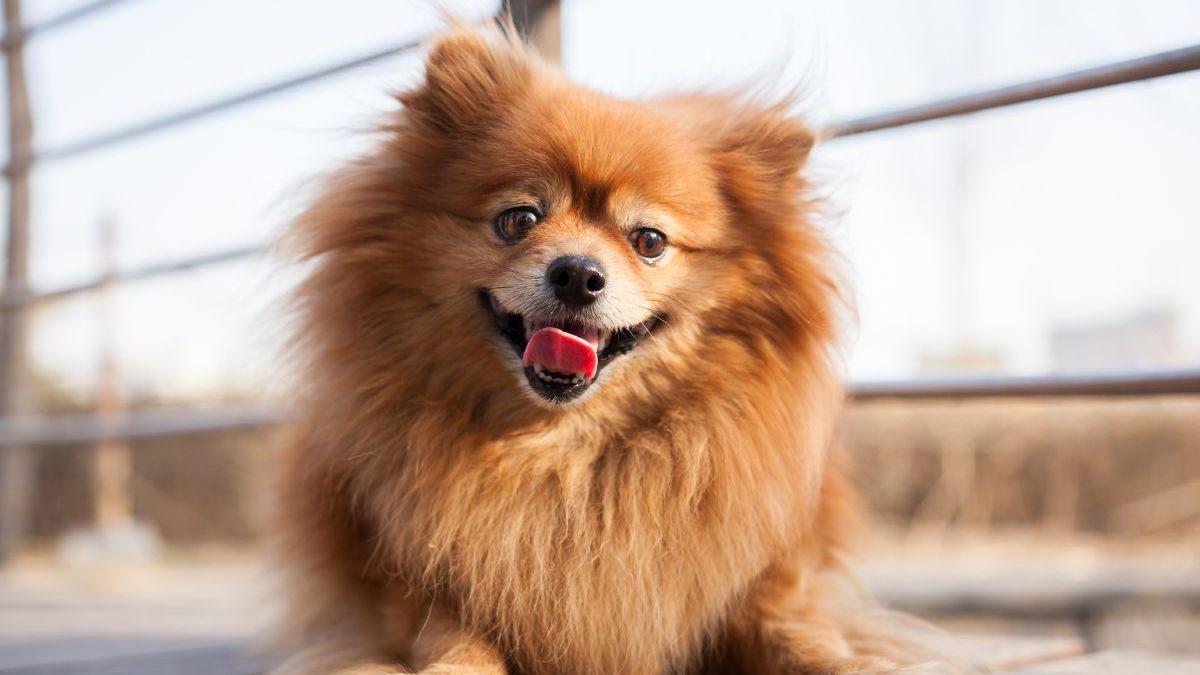Pomeranian (Phốc Sóc) và kỹ năng “ở yên” – Giải pháp khi chủ vắng mặt