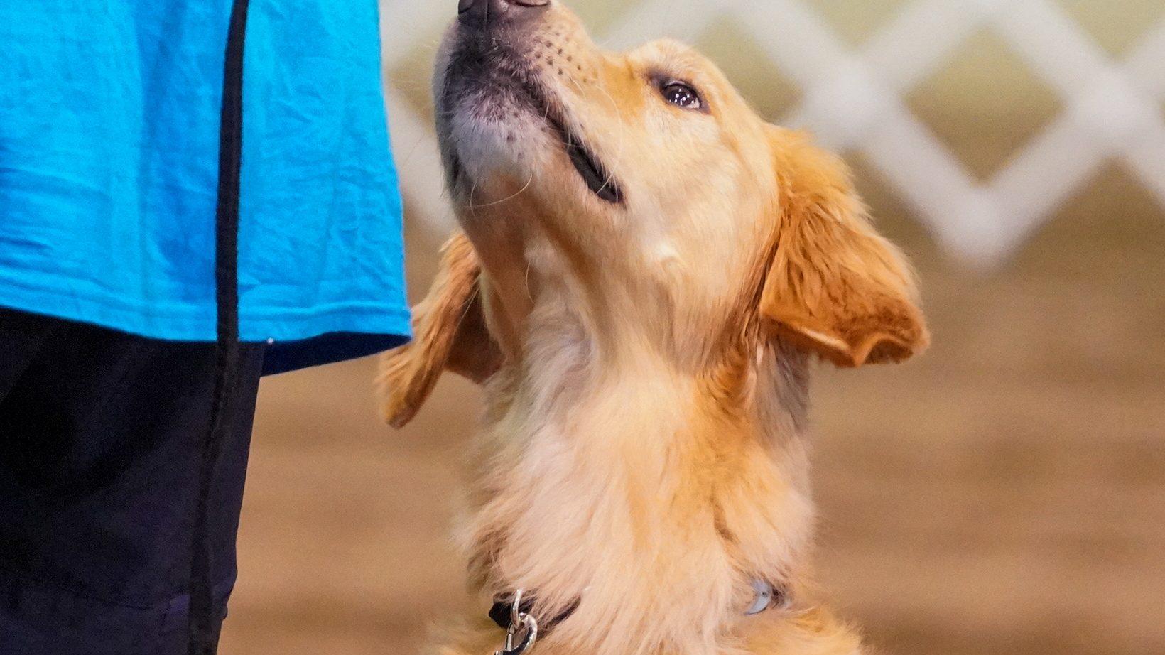 Golden Retriever và Huấn Luyện Giao Tiếp Bằng Ánh Mắt: Kết Nối Từ Trái Tim