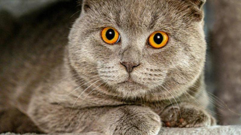 Scottish Fold và những bài học nhẹ nhàng dành cho mèo tai cụp