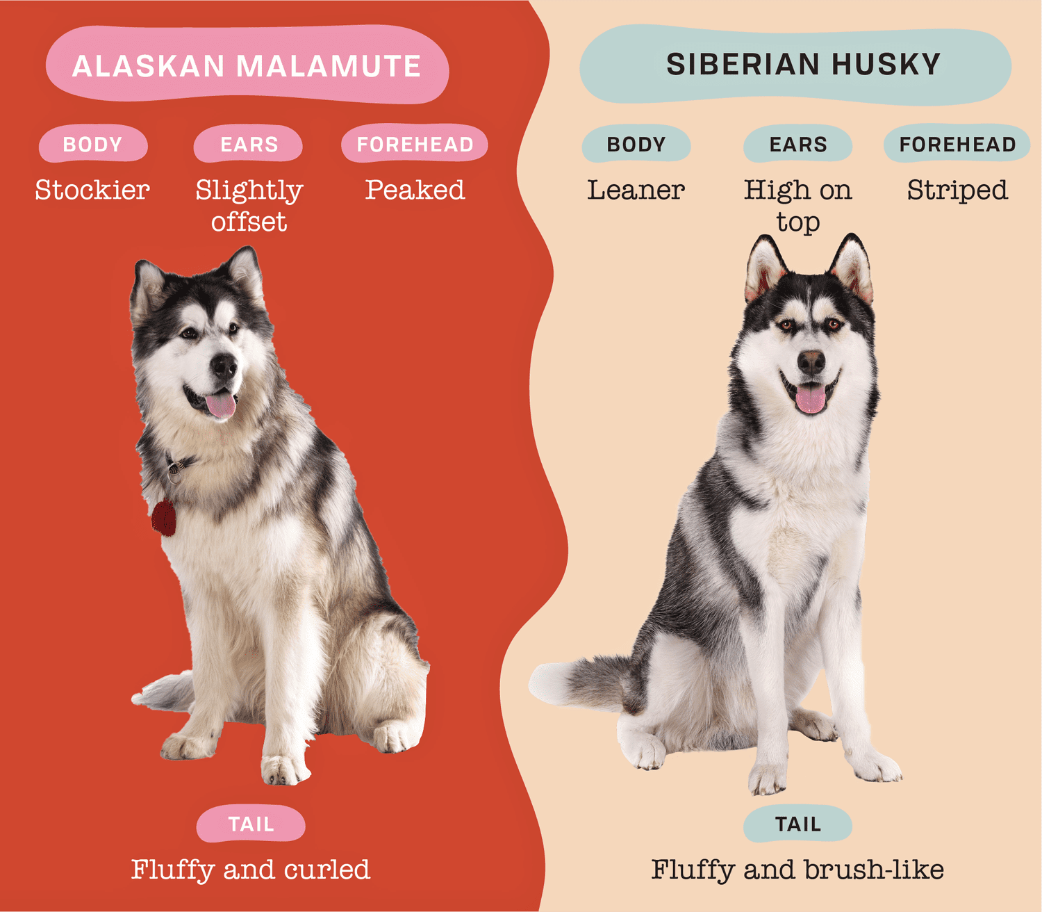 Alaska và Husky: Đừng để sự nhầm lẫn “to xác” dẫn đến nuôi sai kỳ vọng
