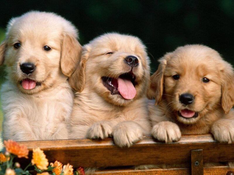 Golden Retriever – Bí quyết huấn luyện từ nhỏ để tránh phá phách khi lớn