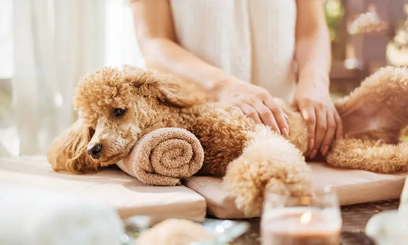 Poodle – Bí Quyết Giữ Bộ Lông Xoăn Luôn Sạch Đẹp Và Không Rối