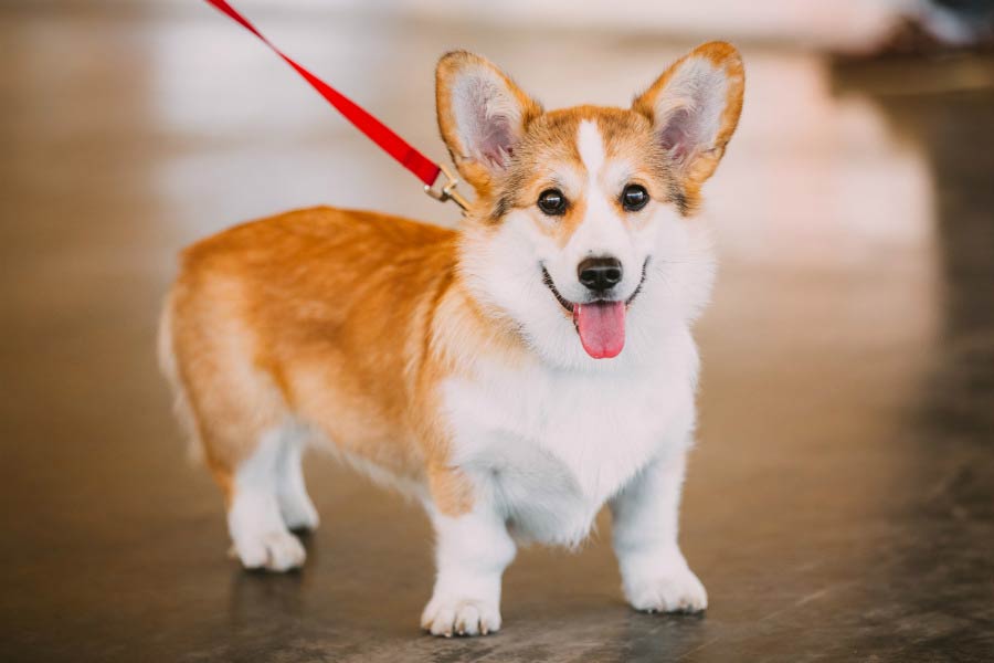 Chó Corgi có phù hợp với người sống ở chung cư?