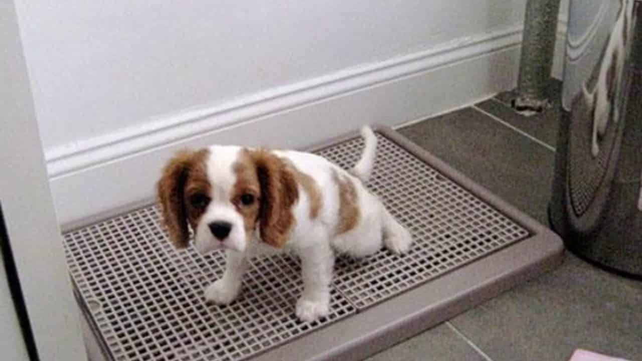 Cách Huấn Luyện Chó Đi Vệ Sinh Đúng Chỗ Từ Khi Còn Nhỏ