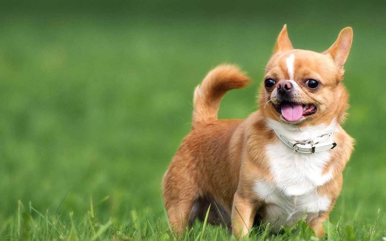 Chihuahua – Bí Quyết Nuôi Dưỡng Một Chú Chó Nhỏ Không “Khó Chiều”