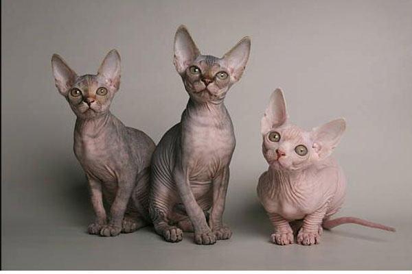 Mèo Sphynx – Có Nên Nuôi Giống Mèo Không Lông Ở Khí Hậu Việt Nam?