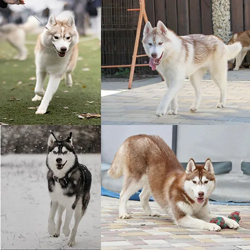 Husky – Chó kéo xe sống giữa thành phố có hợp không?