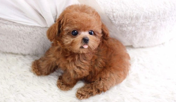 Poodle Toy: Người Bạn Nhỏ Lý Tưởng Cho Cuộc Sống Chung Cư?