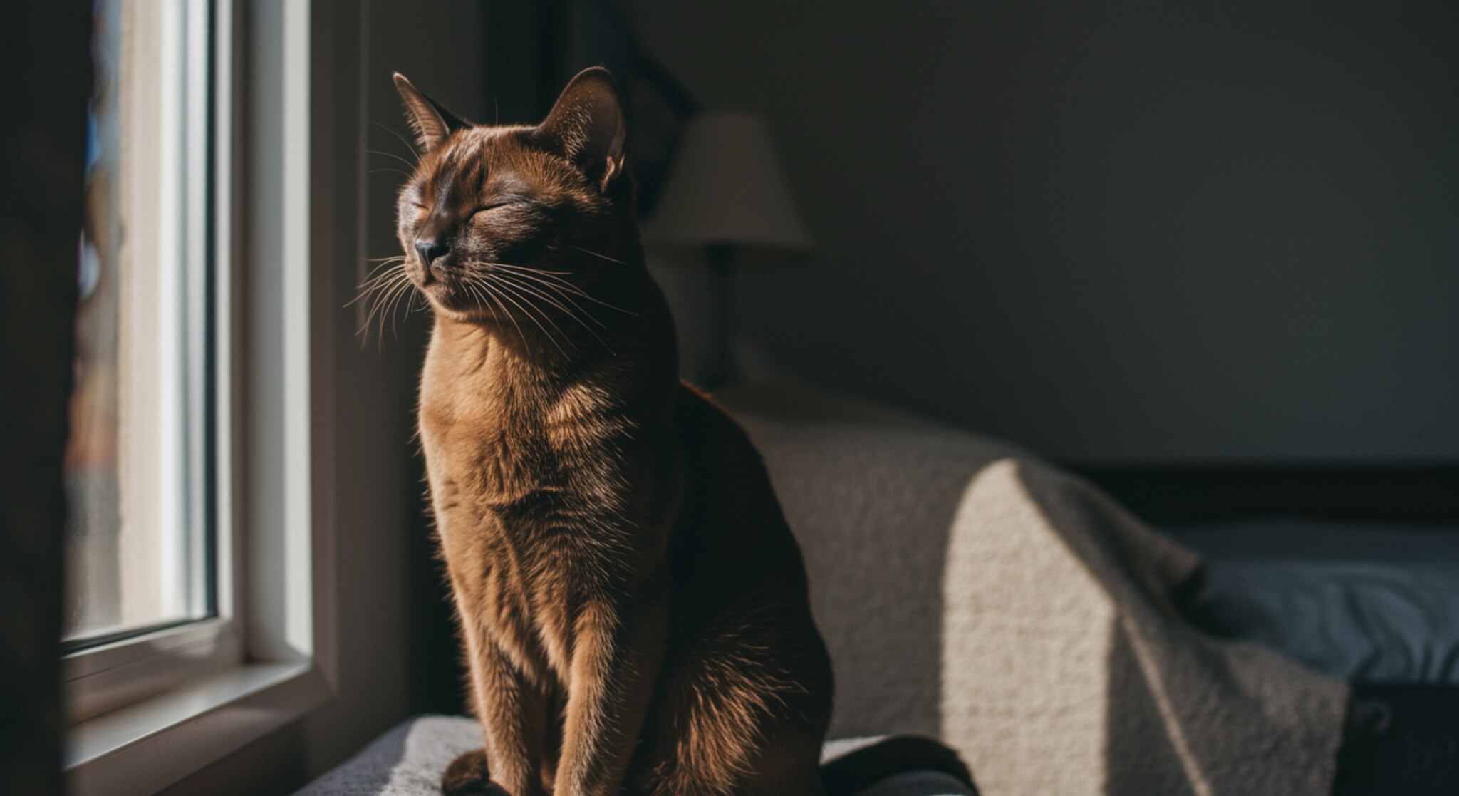 Mèo Havana Brown Có Thể Học Cách Không Làm Ồn Lúc Sáng Sớm?